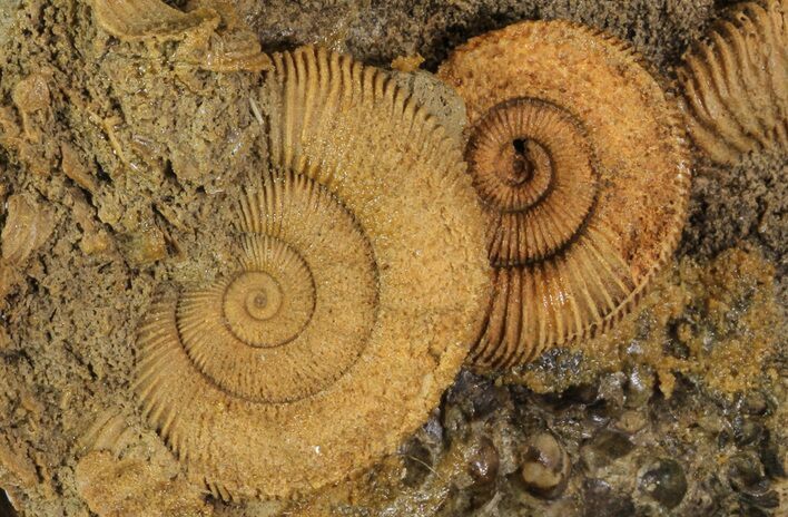 Dactylioceras Ammonite Cluster - Germany #64564